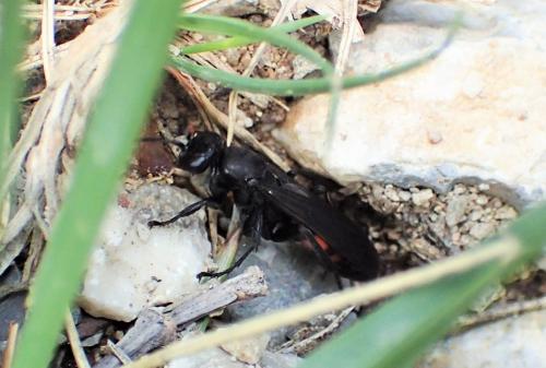 Réf. 325 240 : Entomobora crassitarsis